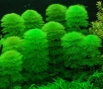 Limnophila aquatica