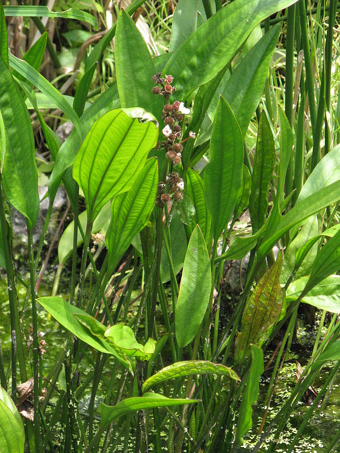 Echinodorus paniculatus